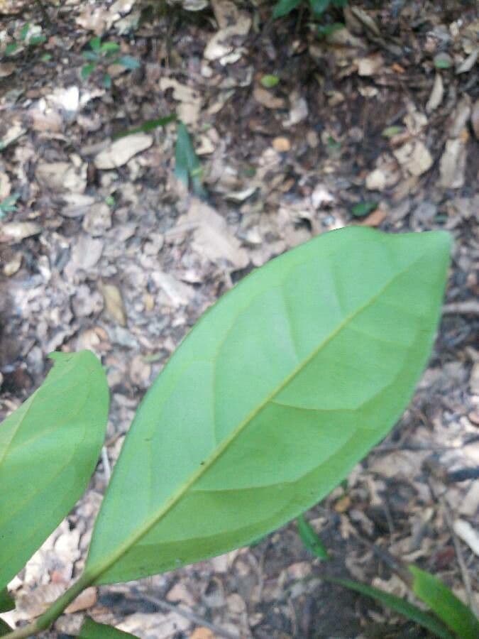 Eugenia 6