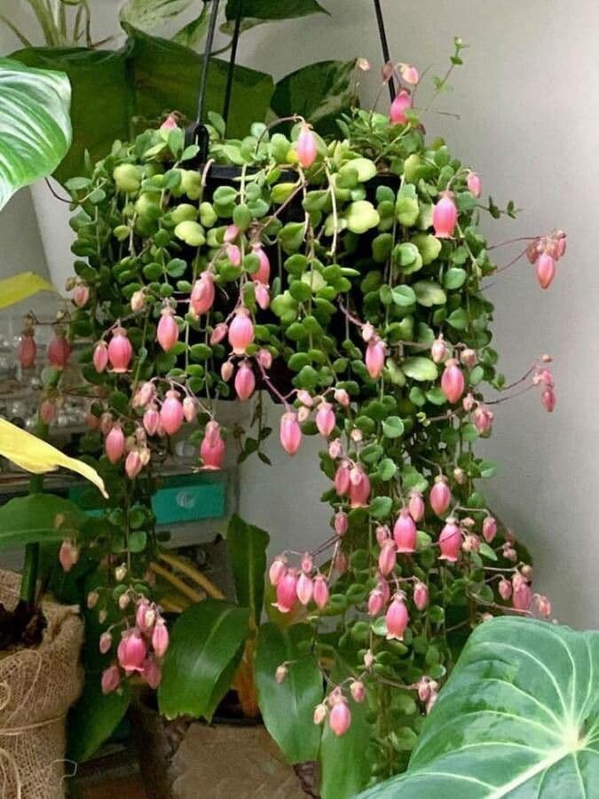 Kalanchoe 5