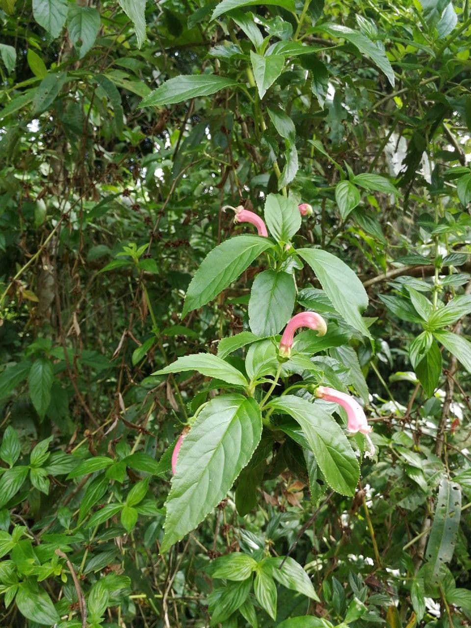 Centropogon" 7