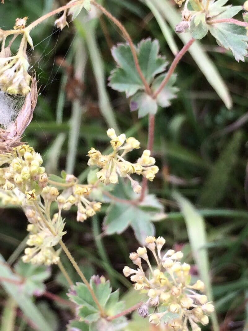 Alchemilla 5