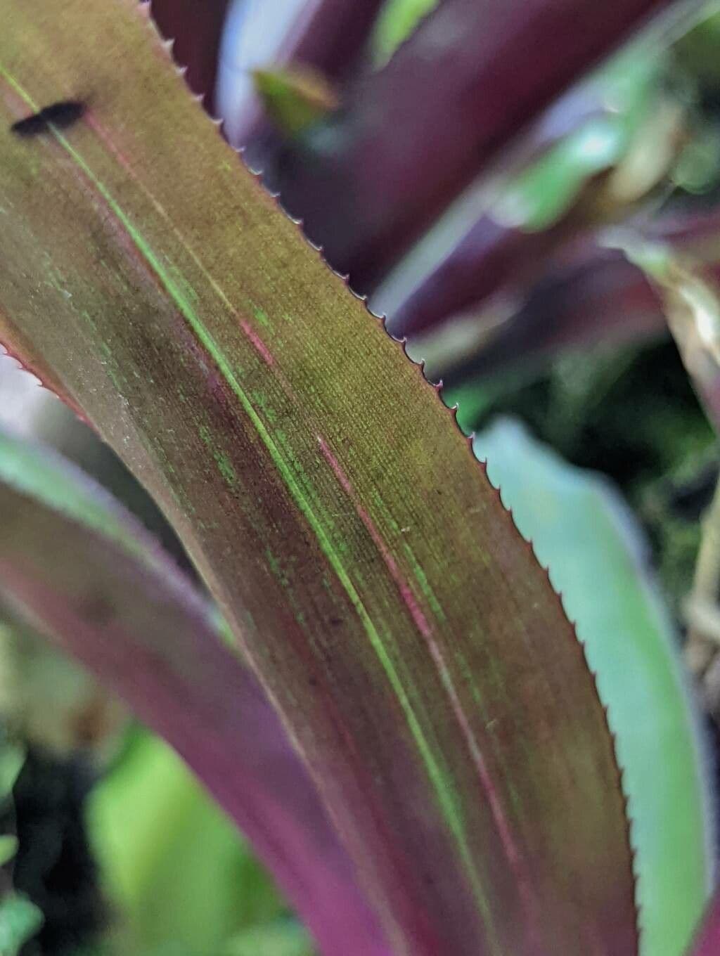 Nidularium purpureo 3