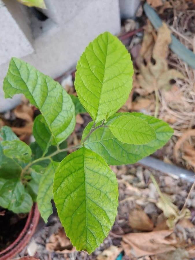 Lindera benzoin 16