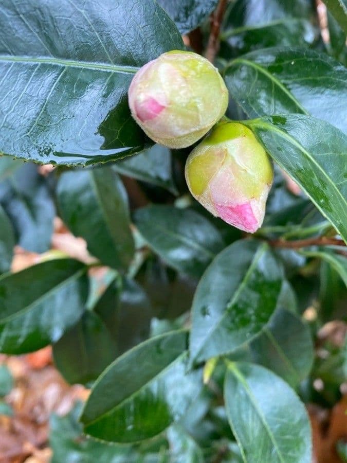 Camelia sasanqua 3