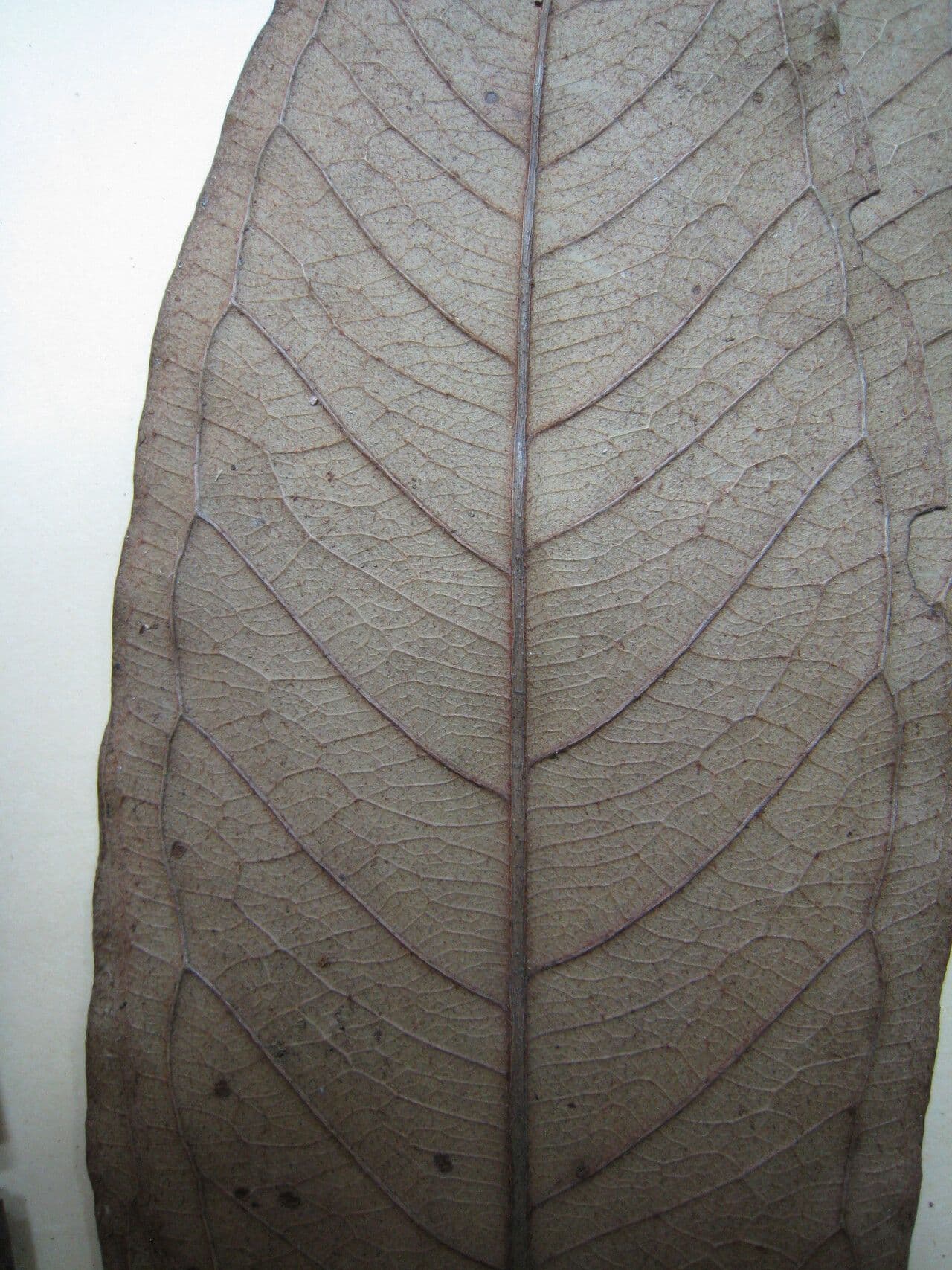 Eugenia 11