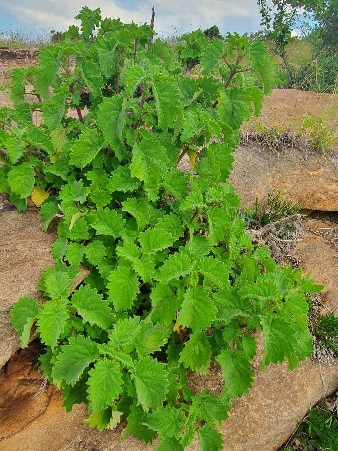 Tetradenia 12