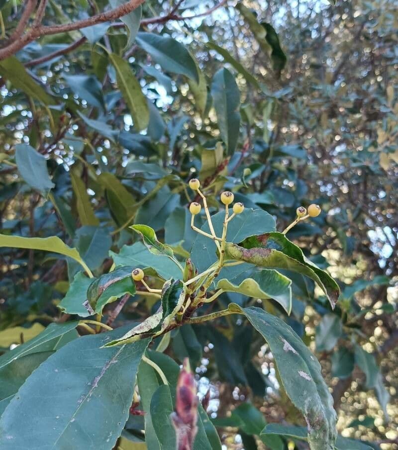 Photinia serrata
