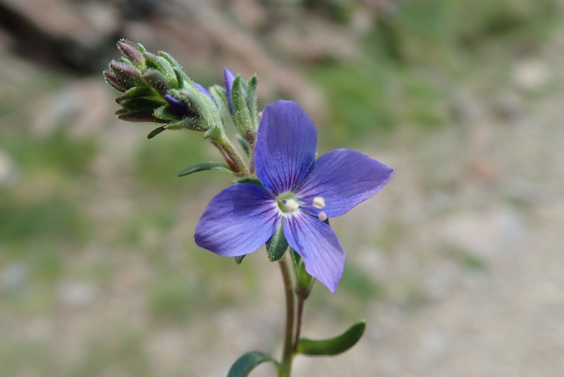 Veronica fruticulosa 5