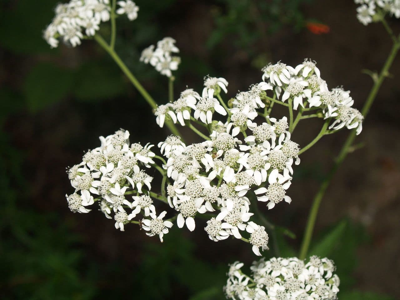 Verbesina microptera