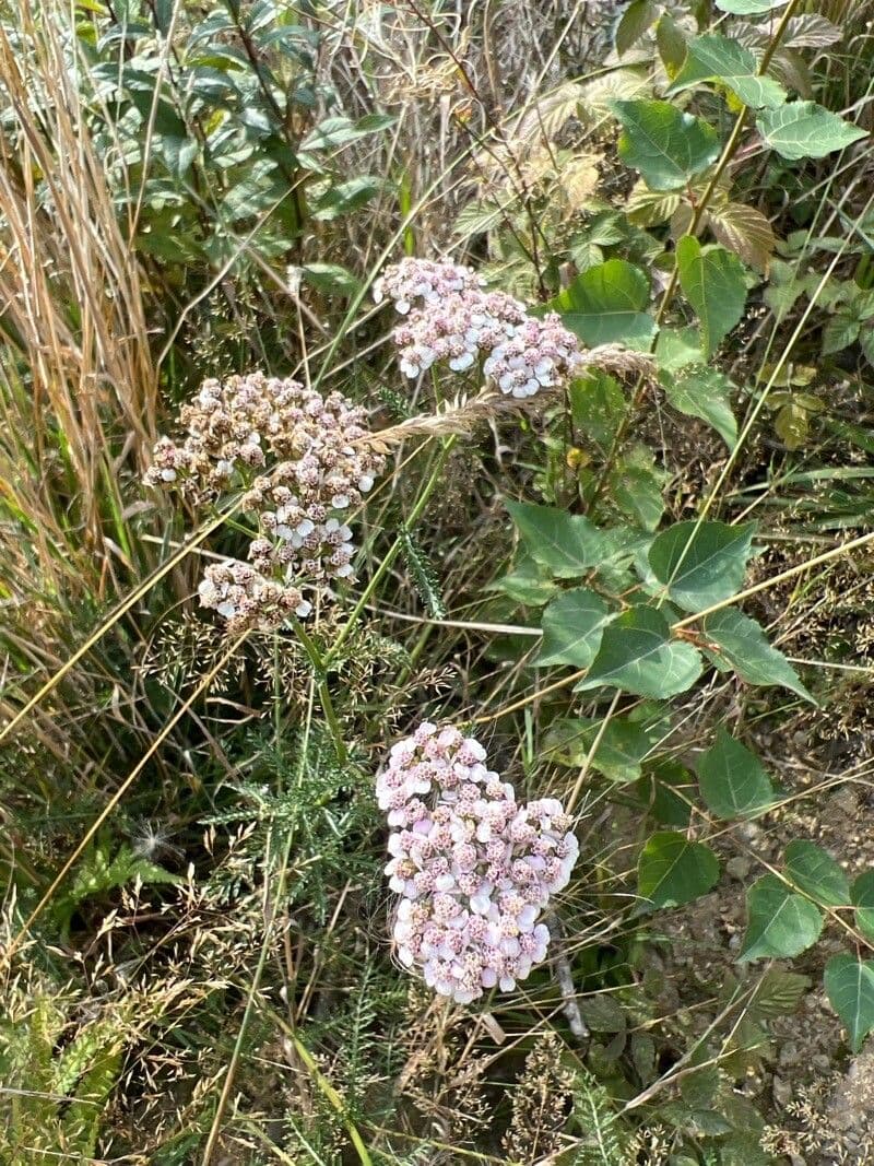 Achillea roseo-alba 14