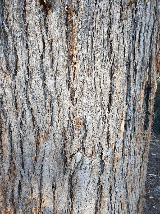 Eucalyptus pilularis 5