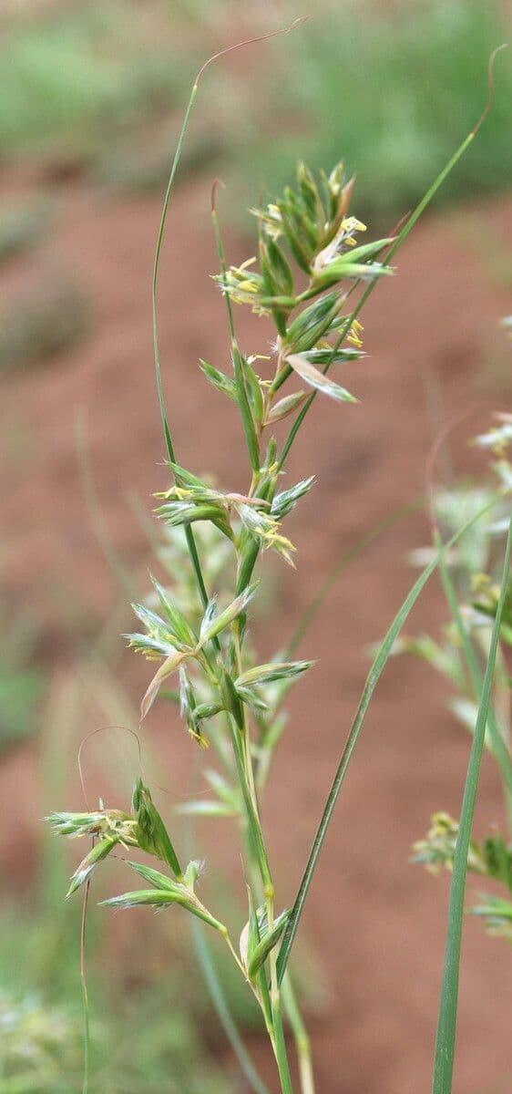 Trawa geranium 14