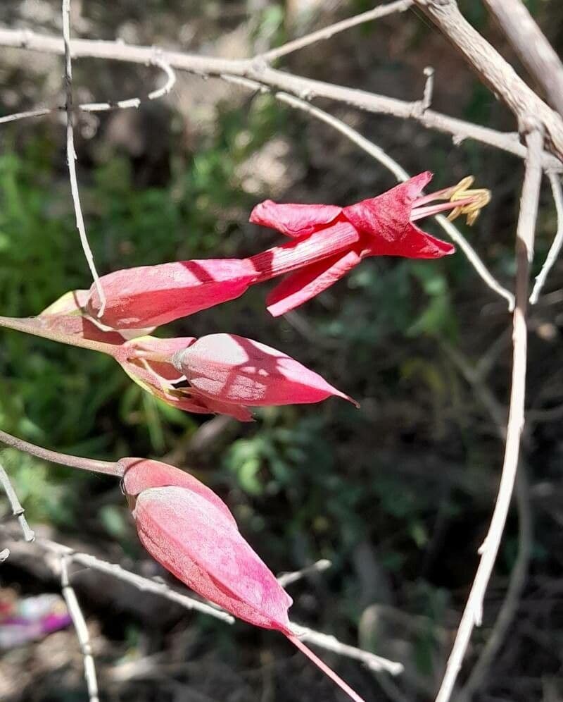 Dolichandra