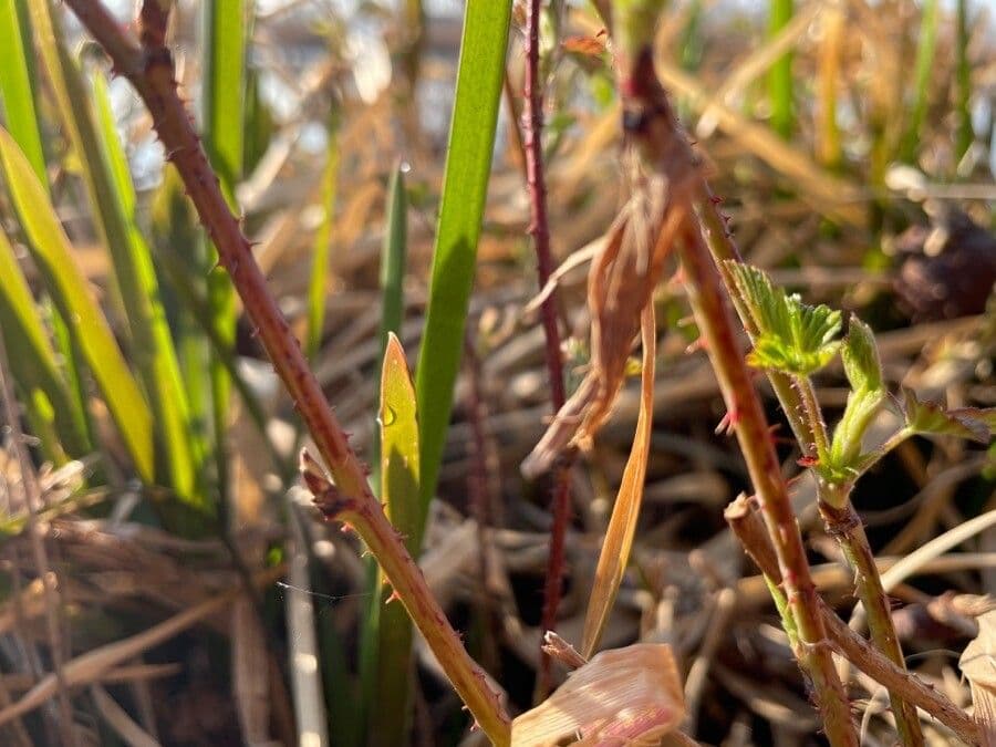 Schlitzblättrige Brombeere 21