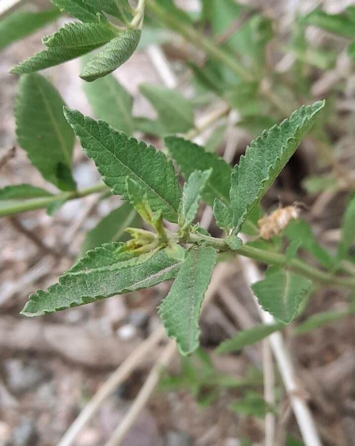 Lippia 7