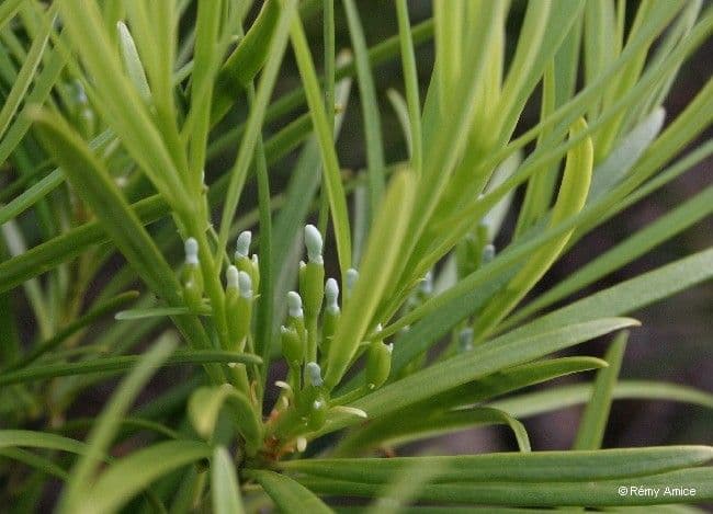 Podocarpus 13