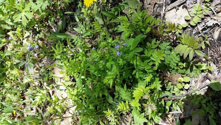 Polemonium reptans 20