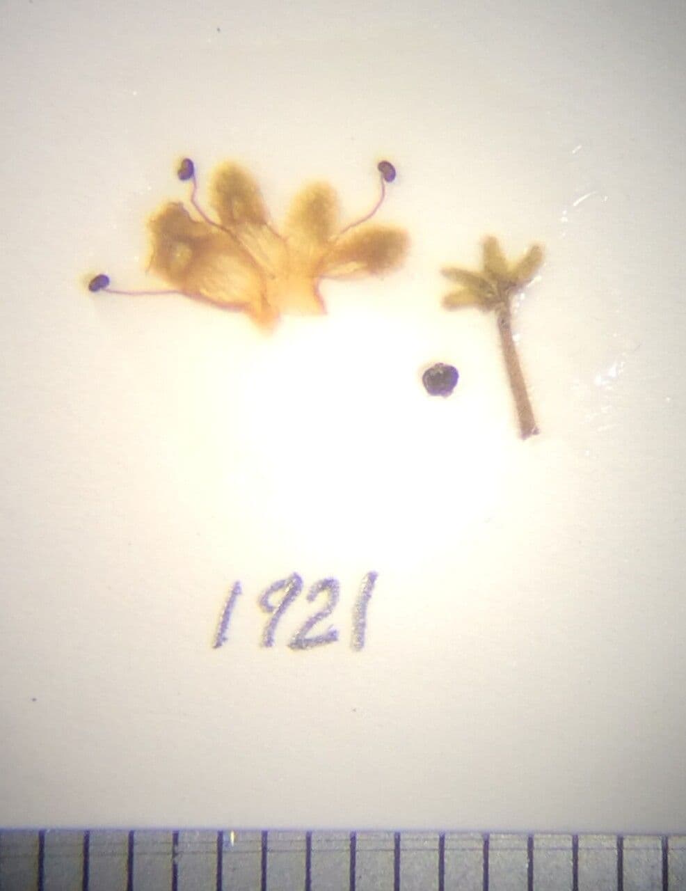 Premna brodata 2