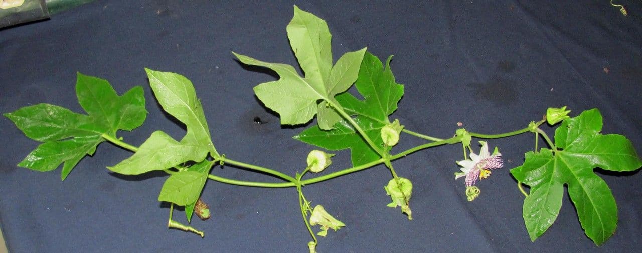 Passiflora 20