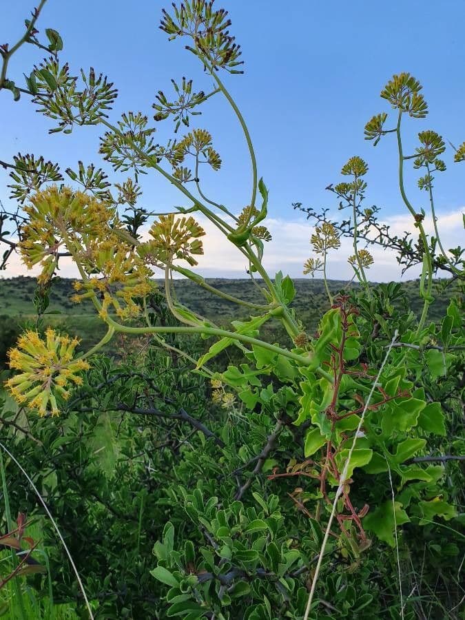Afrikanische Gänseblümchen