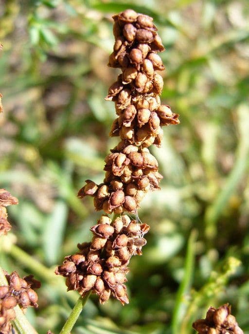 Rumex
