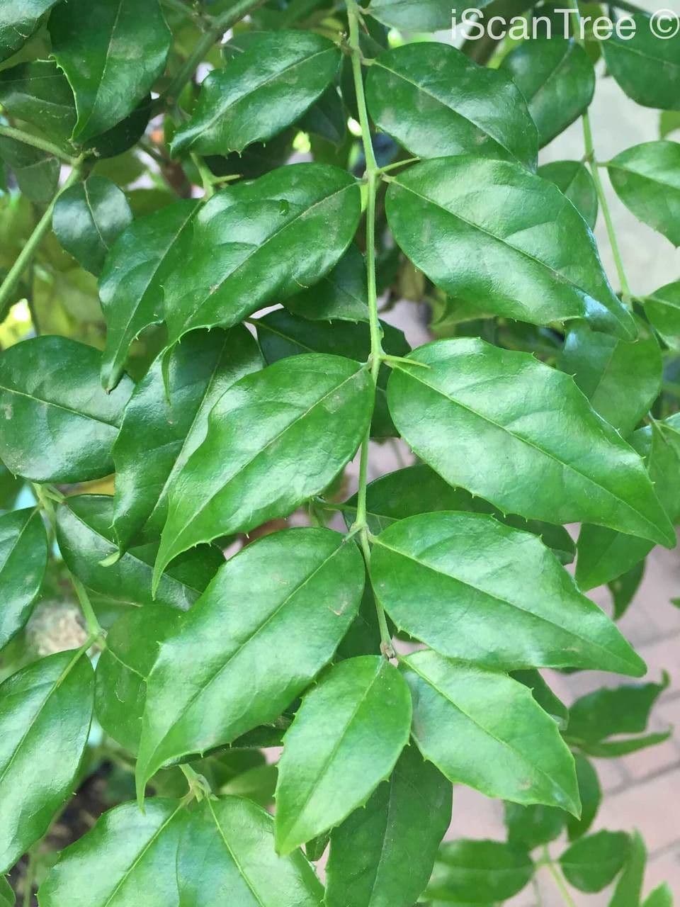 Stechpalmenblättriger Cassinopsis 9