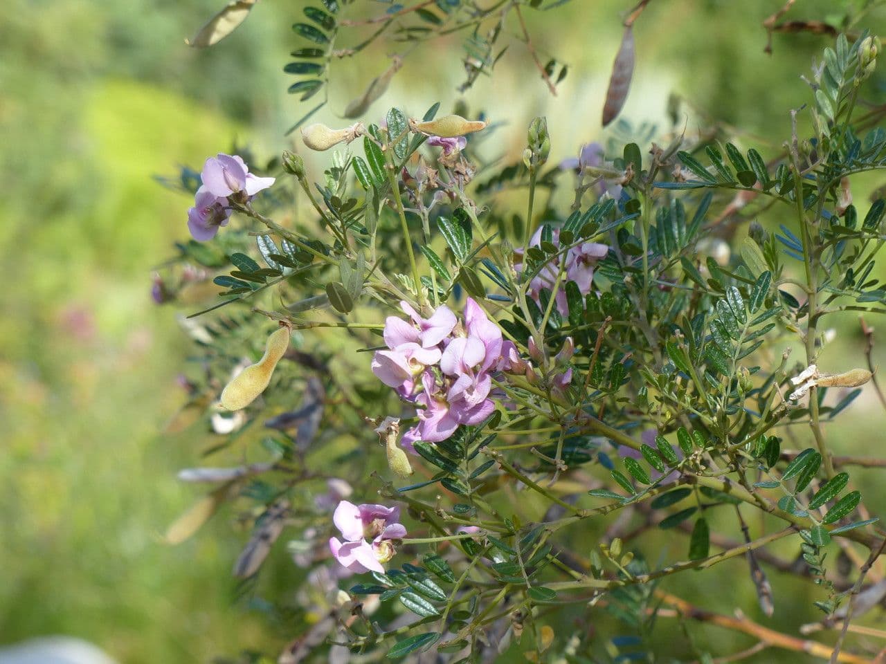 Virgilia