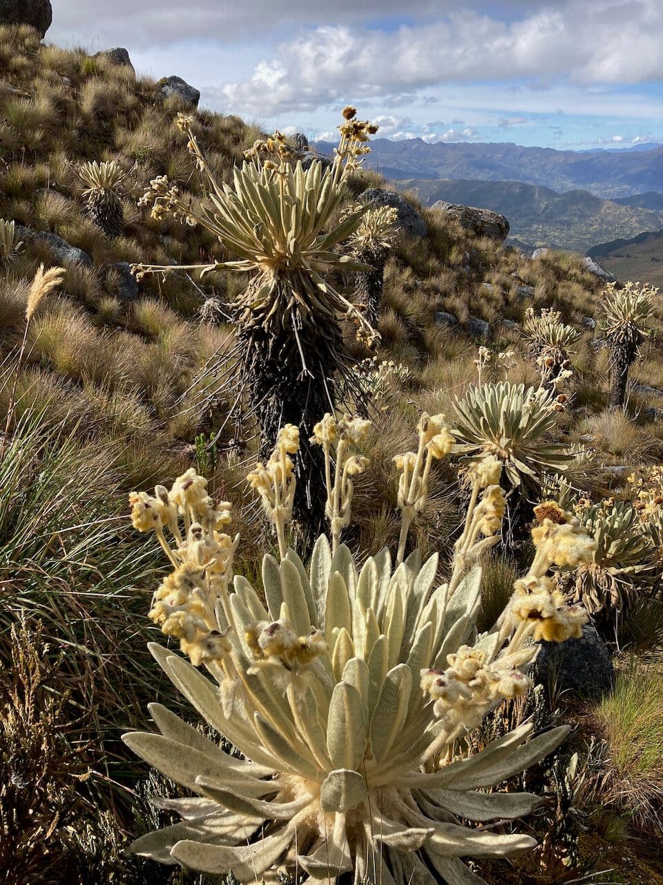 Espeletia 10