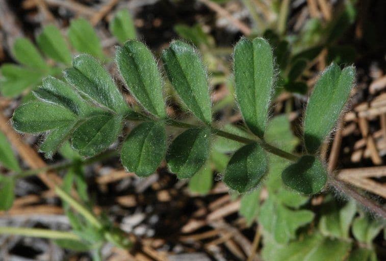 Horkelia tridentata 13