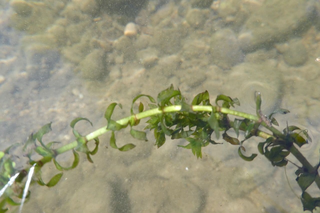 Schmalblättrige Wasserpest 13