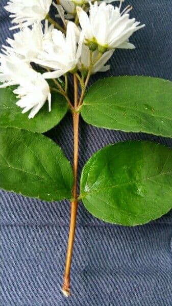 Deutzia gracilis 20