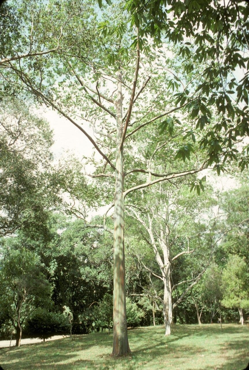 Eukalyptus