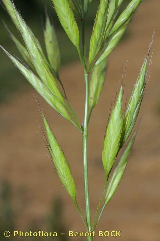Brome lancéolé 22