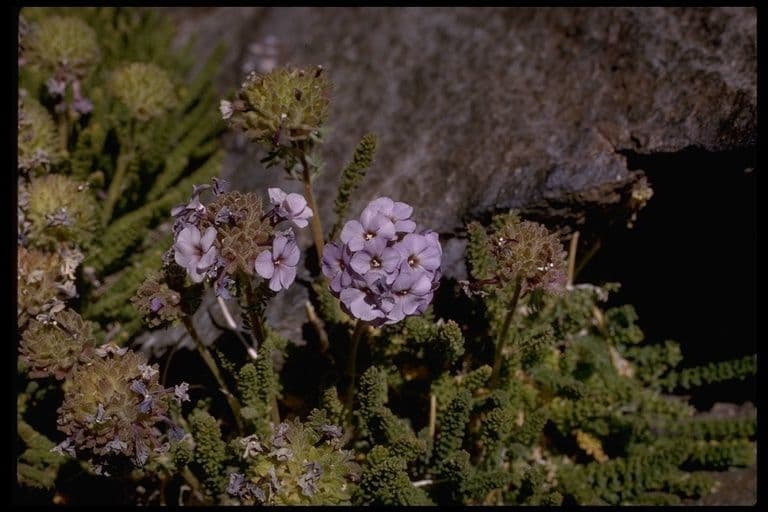 Polemonium 8