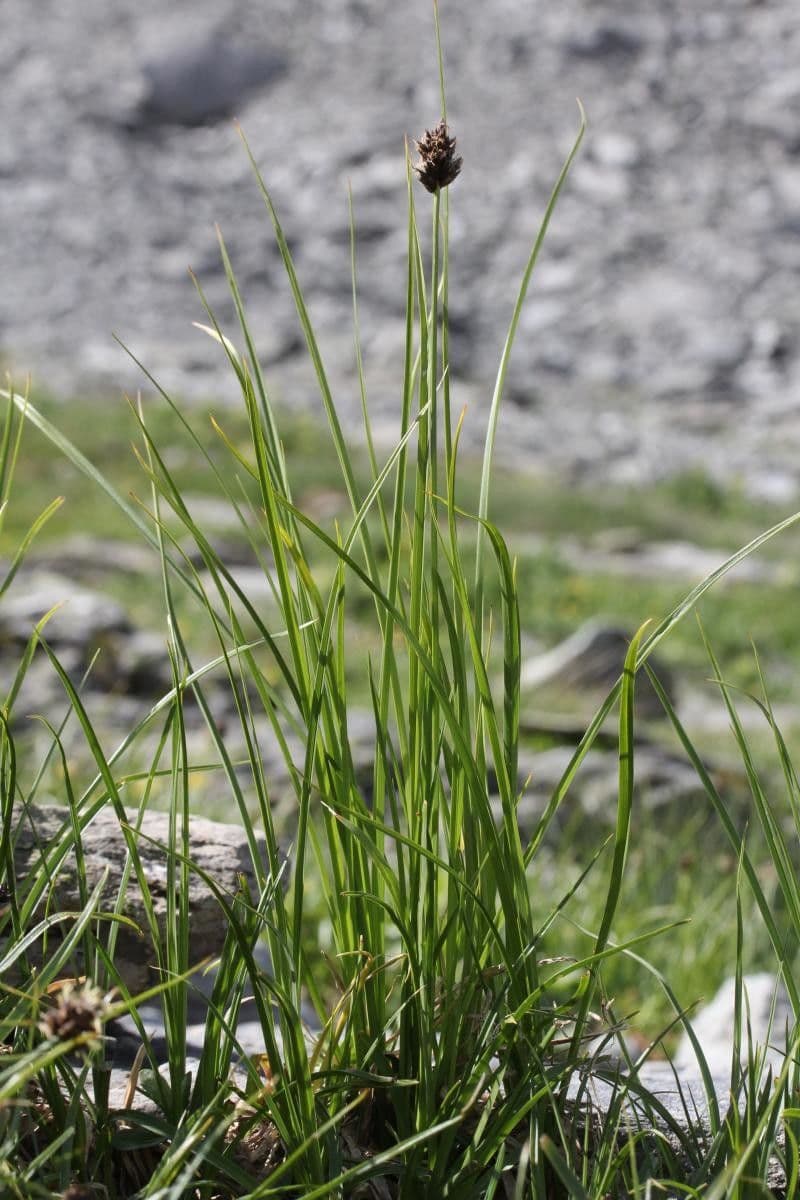 Stinking sedge 19