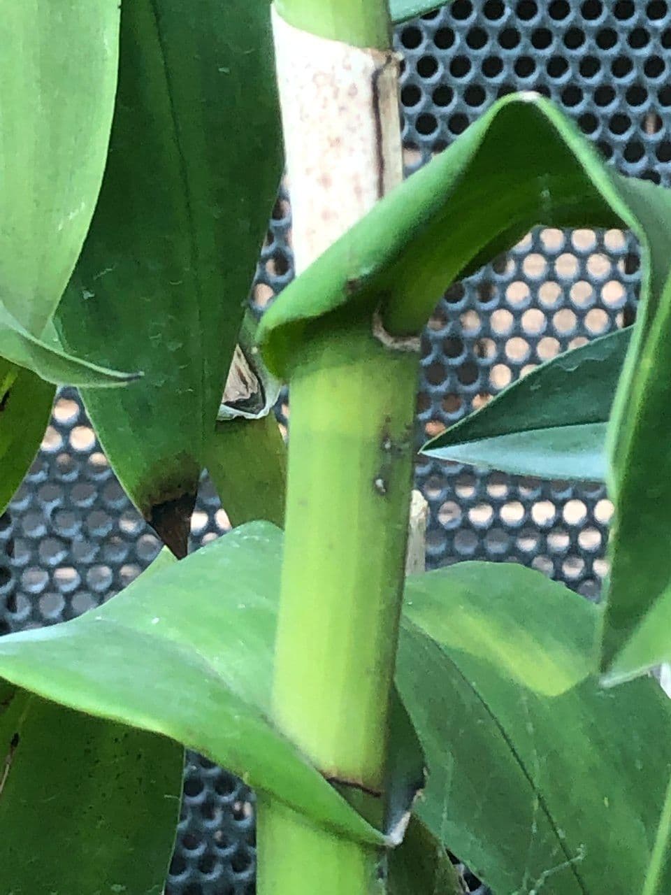 Epidendrum z Atacazo 19