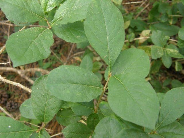 Caprifoglio 18