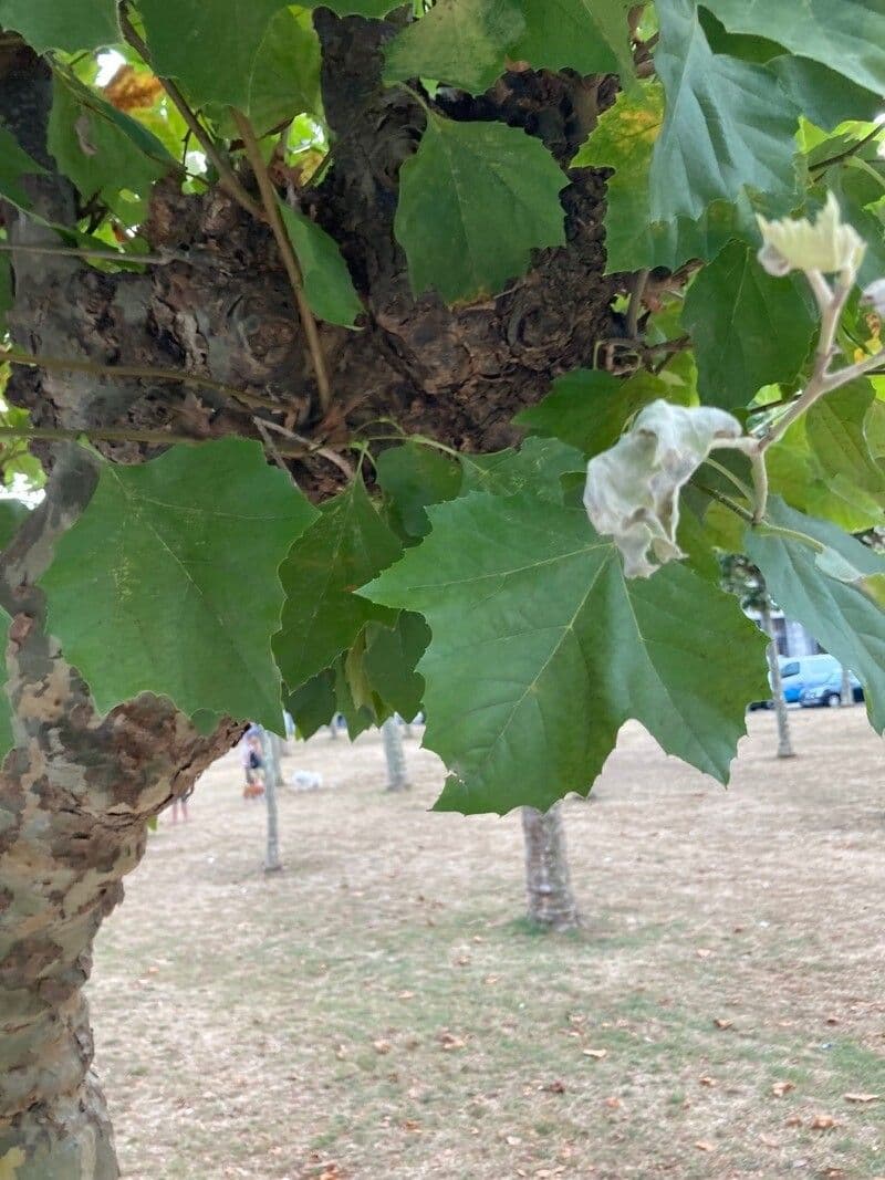 Platano occidentale 26