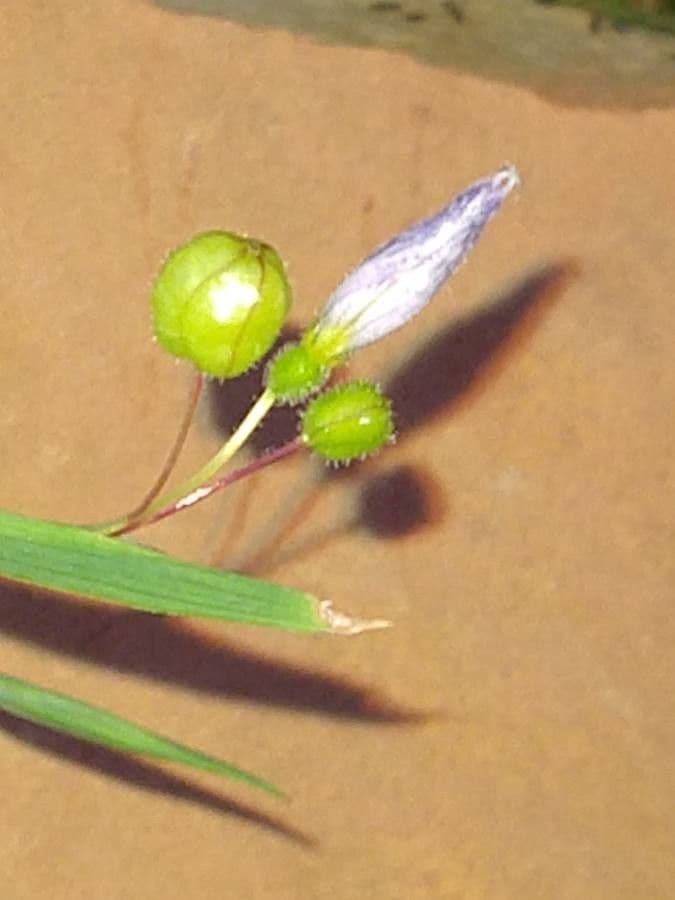 Schmalblättriges Blauaugengras