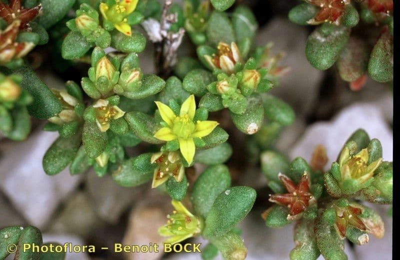 Sedum litorale 20