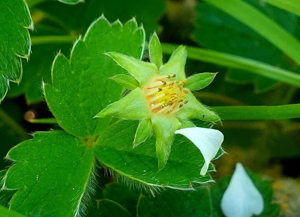 Strawberryleaf cinquefoil 5