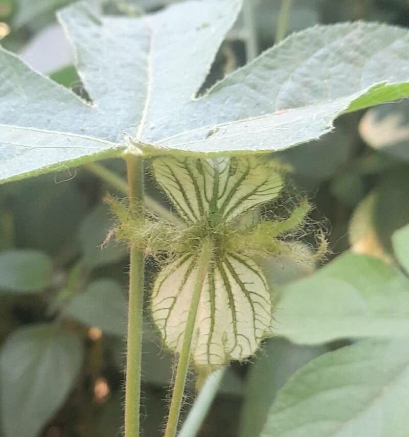 Dalechampia 4