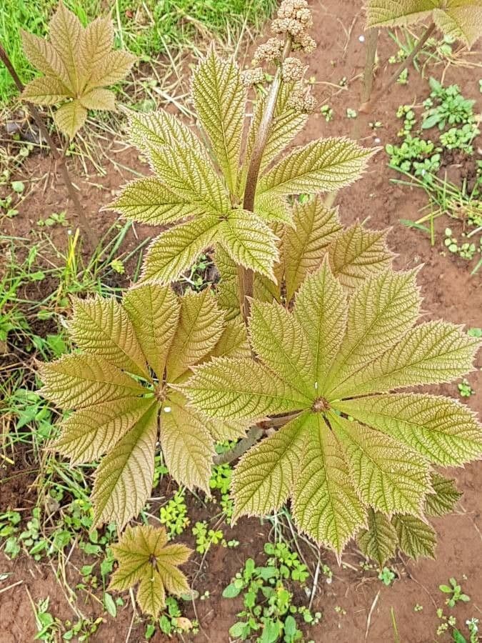 Rodgersia 18