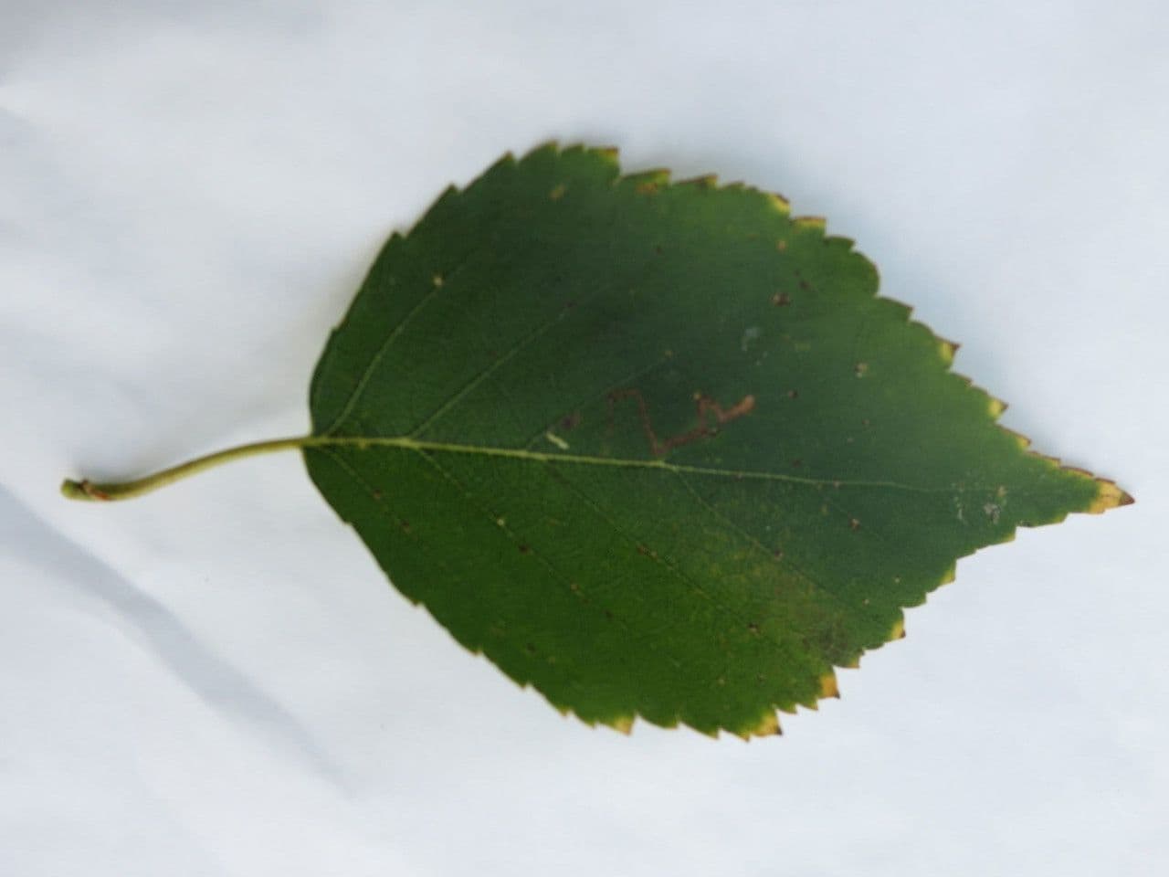 Brzoza himalajska 27