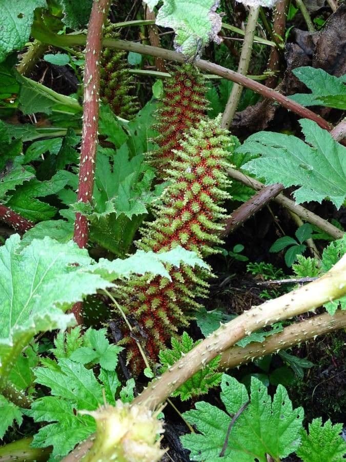 Gunnera tinctoria 4