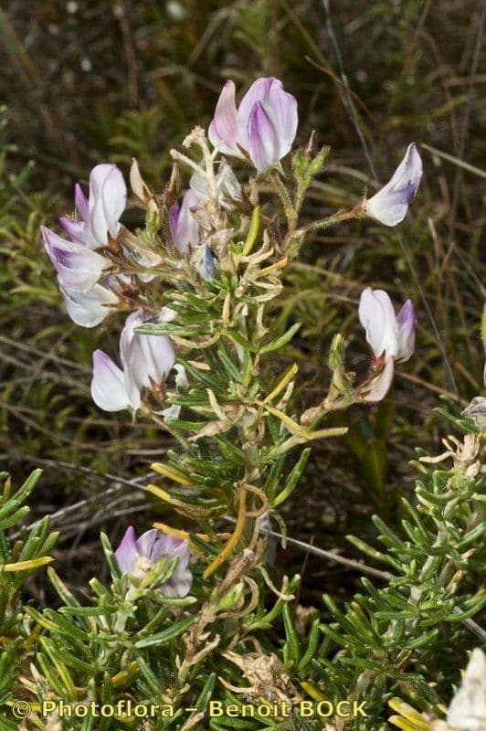 Ononide tridentata 11