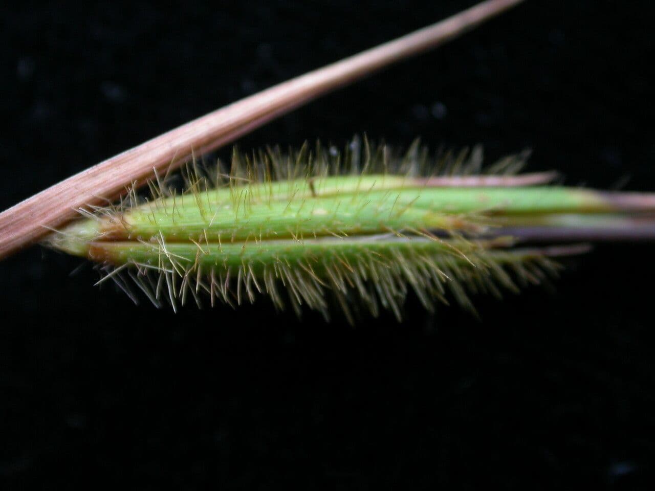 Themeda 3