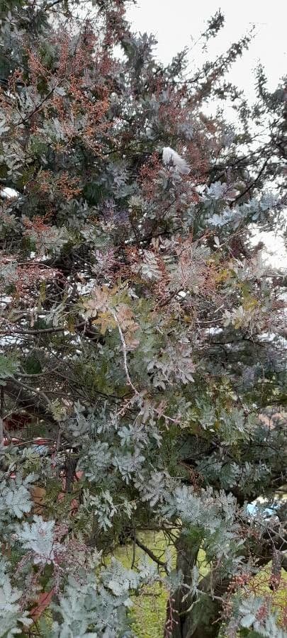 Acacia di Bailey 29
