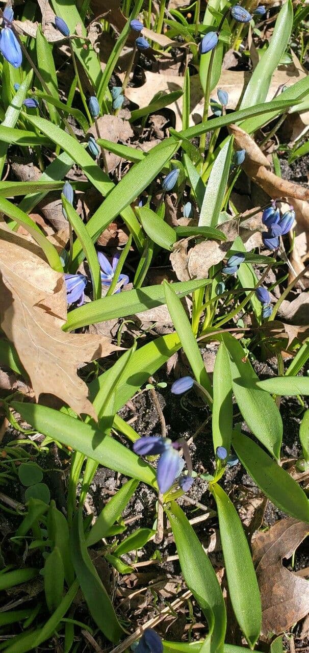Scilla silvestre 27
