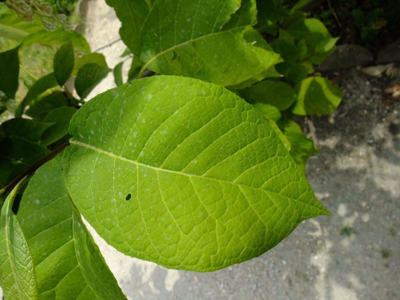 Pterostyrax hispidus 17