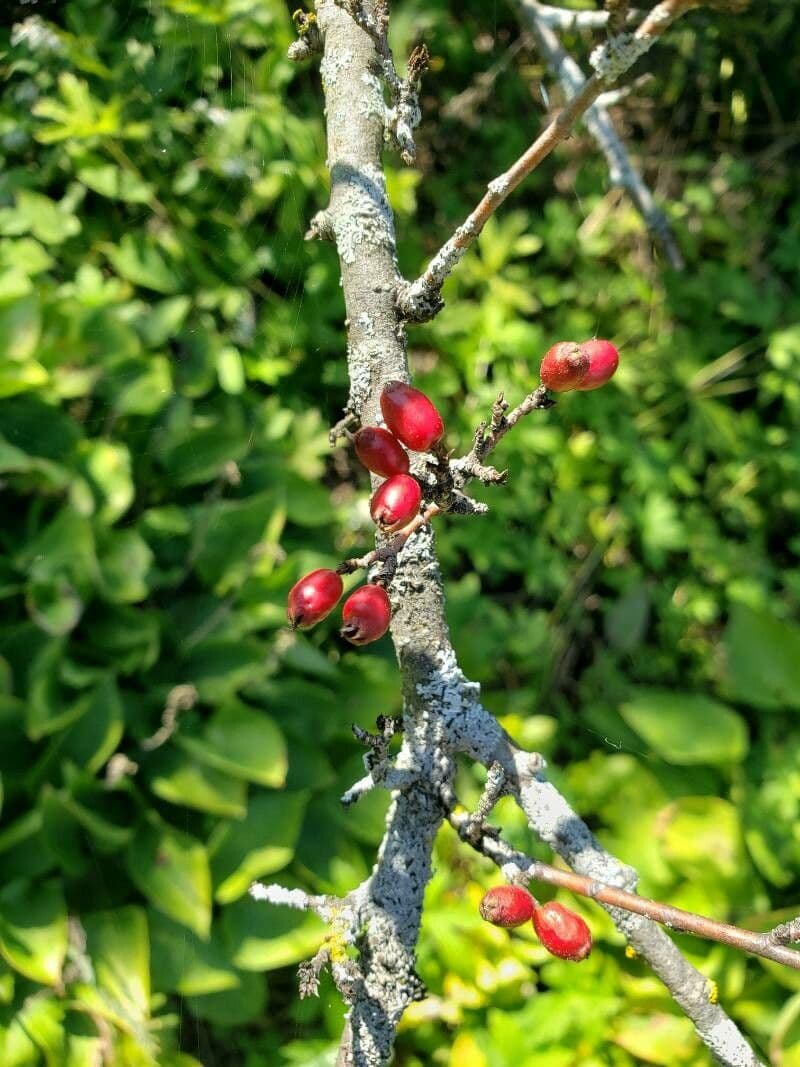 Cotoneaster de Diels 5